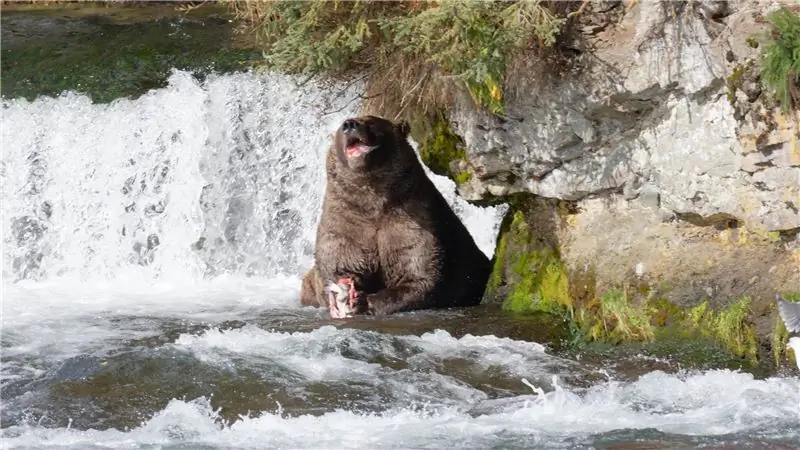 Неделя толстого медведя никогда не дойдет до старости, потому что она посвящена жизни и смерти