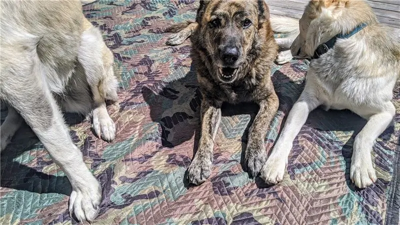 Лучшее одеяло для собак стоит 10 долларов