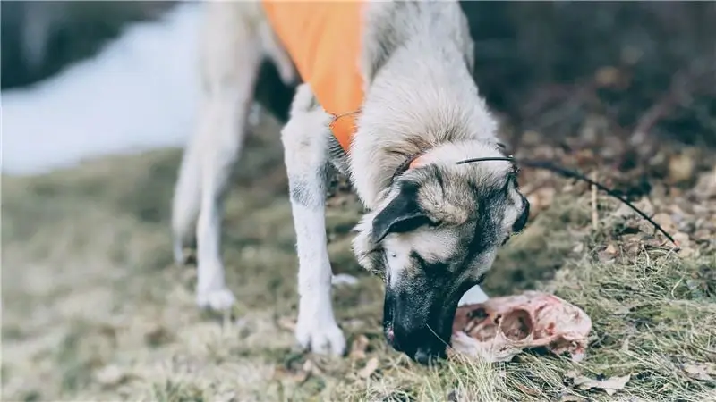 Как обезопасить ваших собак на открытом воздухе