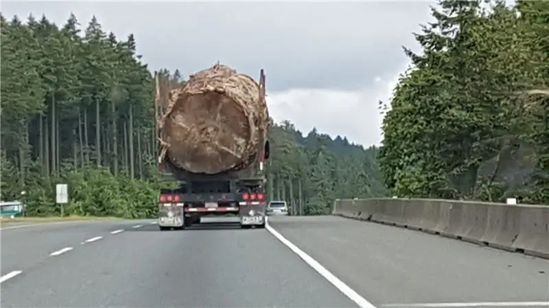 Тайна фотографии вырубленного старовозрастного дерева