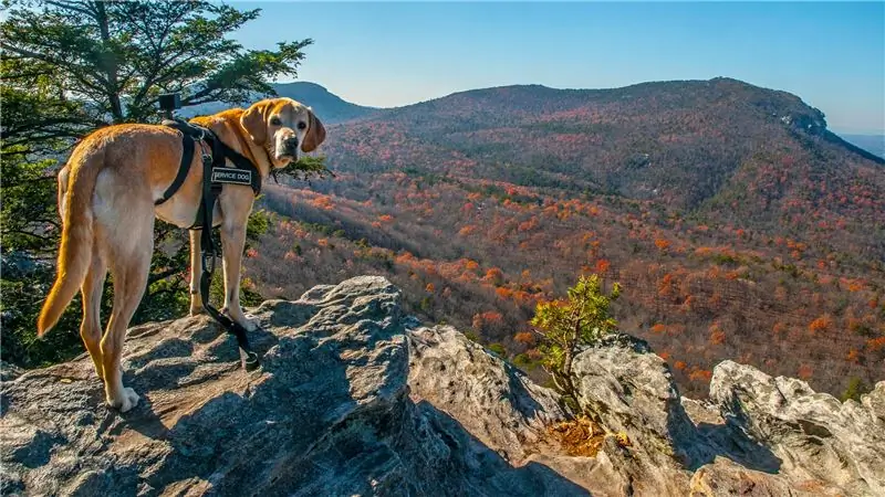 Можно ли участвовать в соревнованиях по триатлону со служебной собакой?