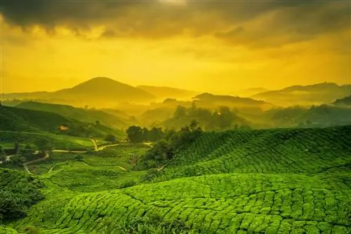 Попробуйте чай в Камерон Хайлендс.