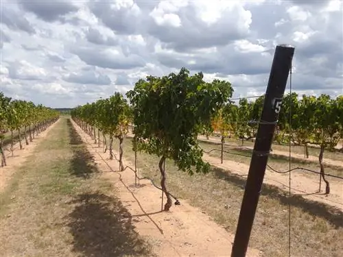 Дегустация вина в Фредериксбурге