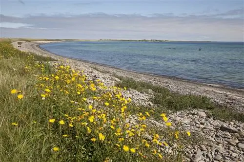 Треснесс, остров Сандей