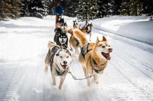 Iditarod: каково это - участвовать в самой сложной гонке на земле?