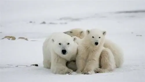 Путеводитель по канадскому национальному парку Вапуск