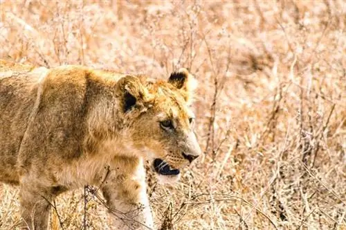 Путешествие в танзанийский кратер Нгоронгоро