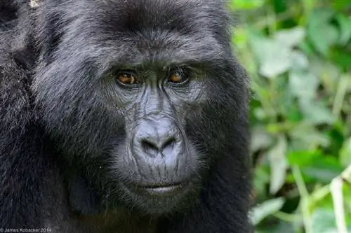 Фотографии горилл (7)
