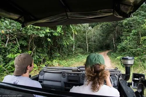 Фотографии горилл (17)