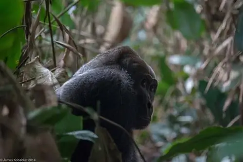 Фотографии горилл (18)