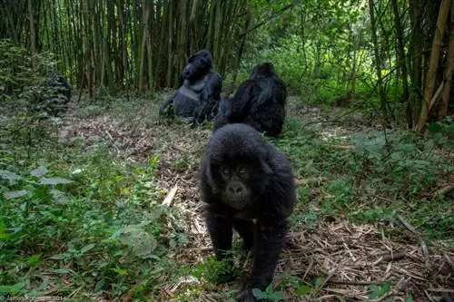 Фотографии горилл (13)
