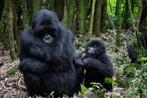 Фотографии горилл (14)