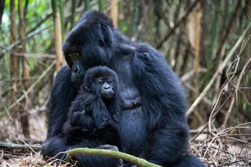 Фотографии горилл (10)