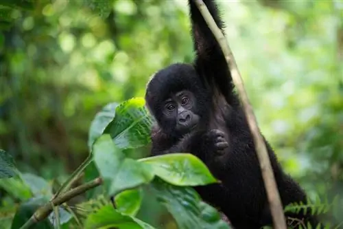 Фотографии горилл (2)