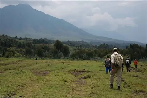 Фотографии горилл (15)