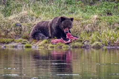 Йеллоустонский национальный парк (1)