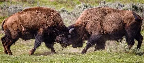 Йеллоустонский национальный парк (3)