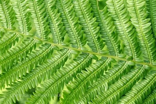 Томас Стирр Цветочная фотография (1)