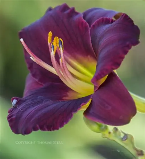 Томас Стирр Цветочная фотография (11)