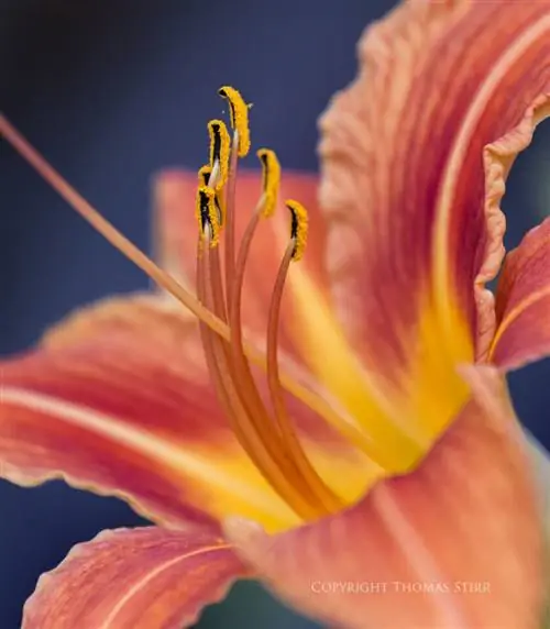 Томас Стирр Цветочная фотография (3)