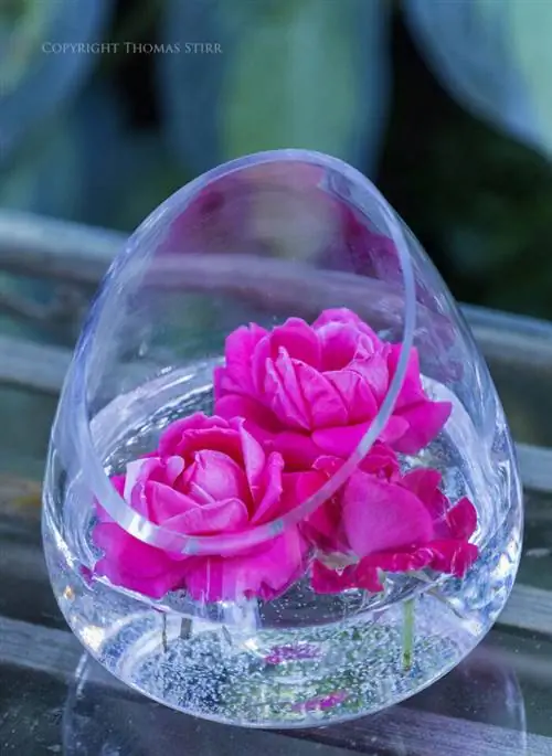 Томас Стирр Цветочная фотография (7)