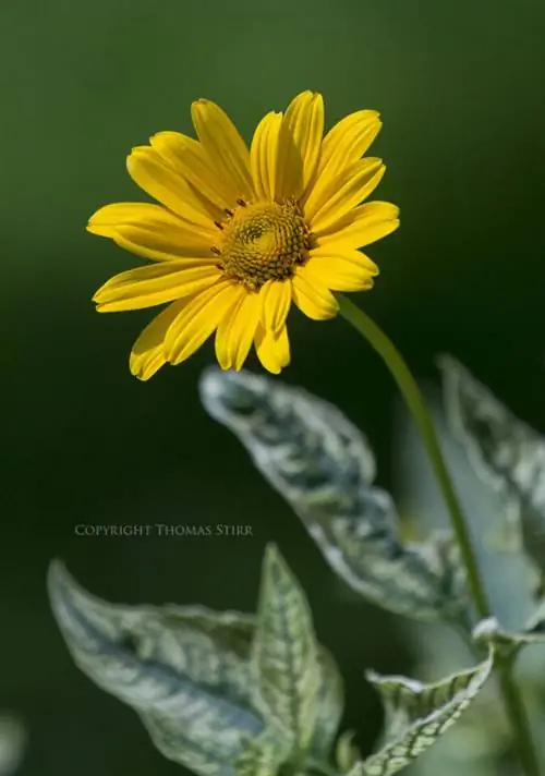 Томас Стирр Цветочная фотография (8)