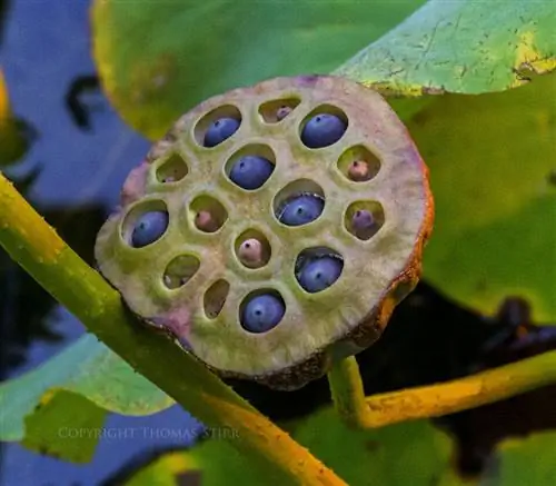 Томас Стирр Цветочная фотография (9)