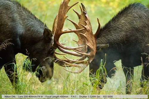 Бой Big Bull Moose в Анкоридже, Аляска