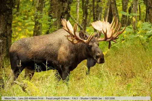 Big Bull Moose Анкоридж Аляска 40 очков