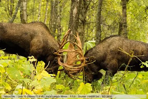 Big 40pt Bull Moose Fight Анкоридж, Аляска