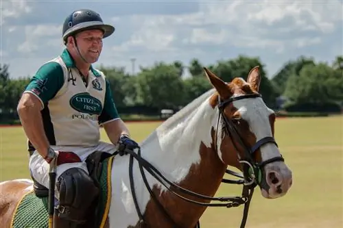 Лошадиное поло (10)