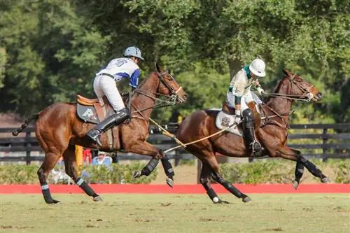 Конное поло (7)