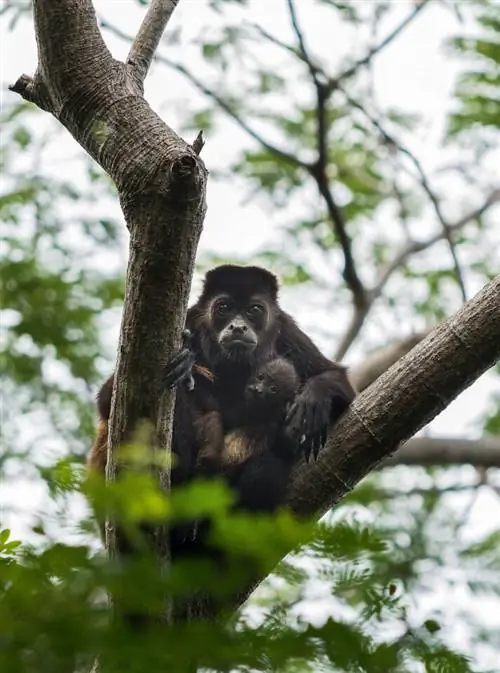 Howler Monkeys - Никарагуа
