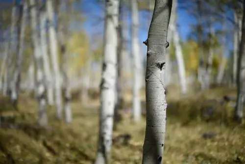 Образец фотографии Nikon 58mm f1.2 Noct