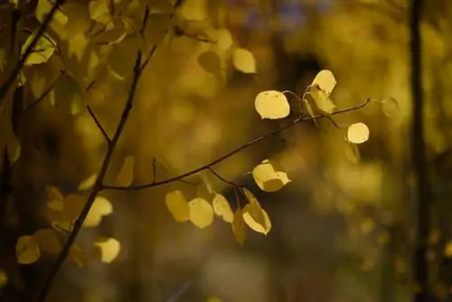 Боке крупным планом от Nikon 58mm f1.2 Noct