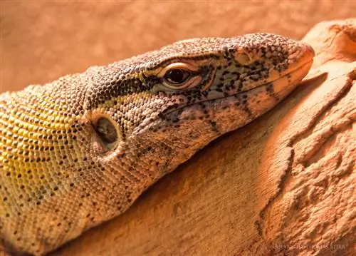 рука держит 6