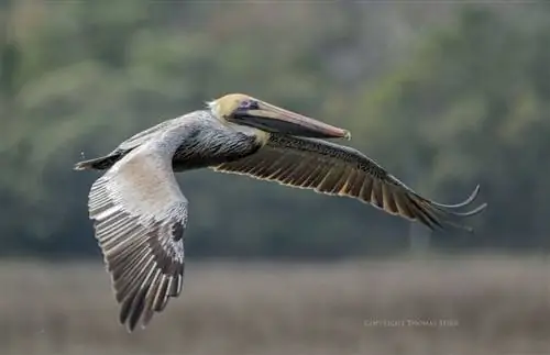 рука держит 9