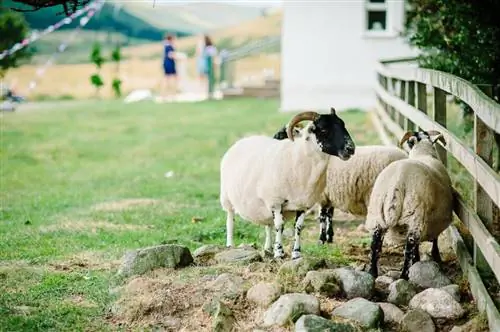 Фотосъемка деталей свадьбы (16)