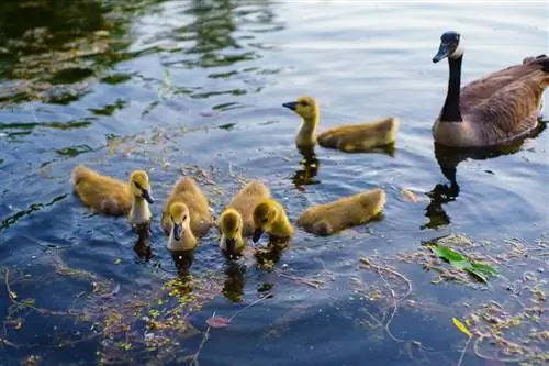 Объективы серии Nikon E (14)