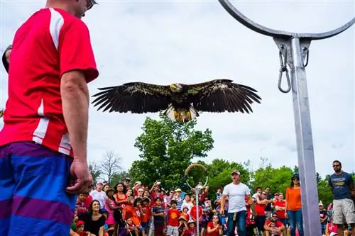 Объективы серии Nikon E (16)