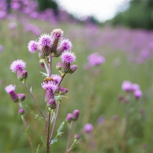 Объективы серии Никон Е (17)