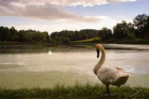 Объективы серии Никон Е (18)