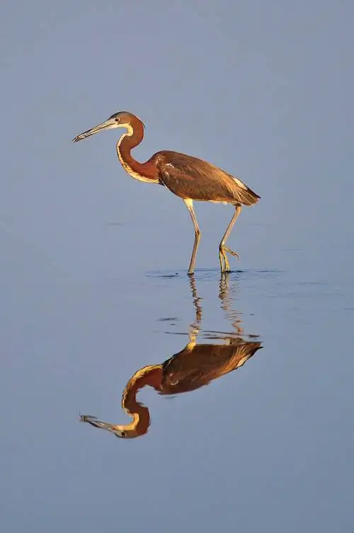 Цапля на рассвете