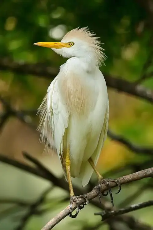 Флорида Бердинг № 16