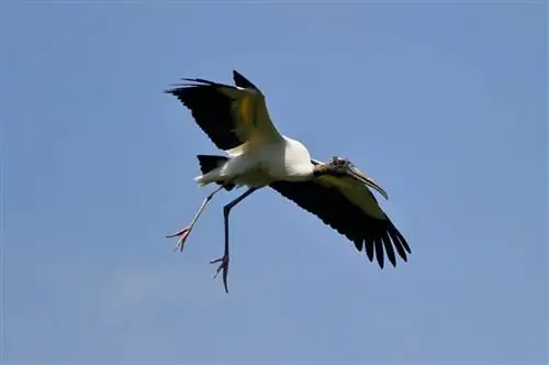 Флорида Бердинг № 9