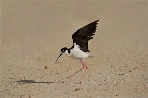 Флорида Бердинг № 7