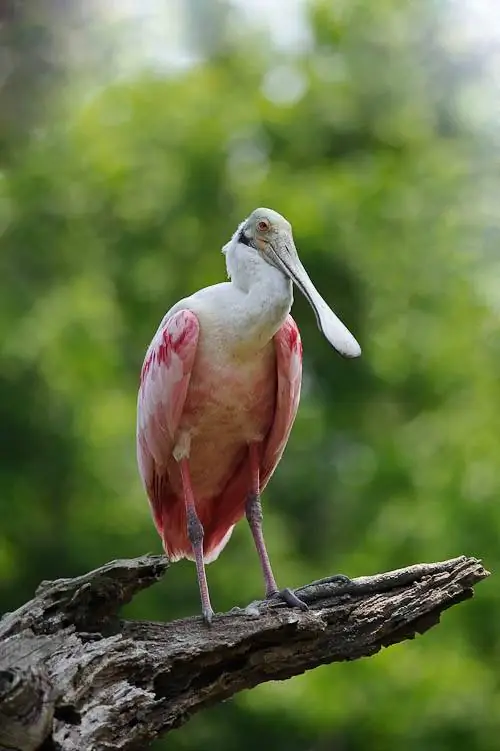 Флорида Бердинг № 14