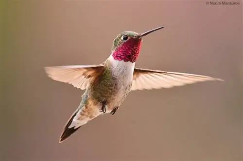 Широкохвостый колибри в полете