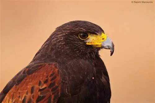 Harris's Hawk после обеда