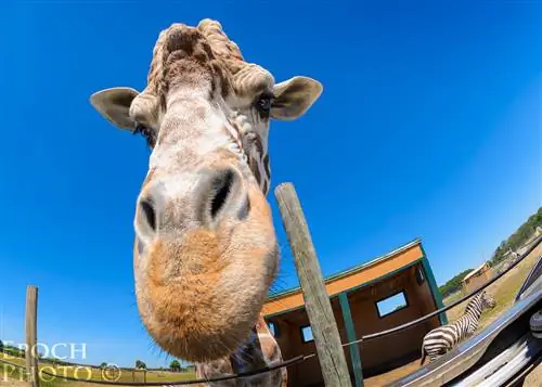 Зачем использовать линзы «рыбий глаз»?